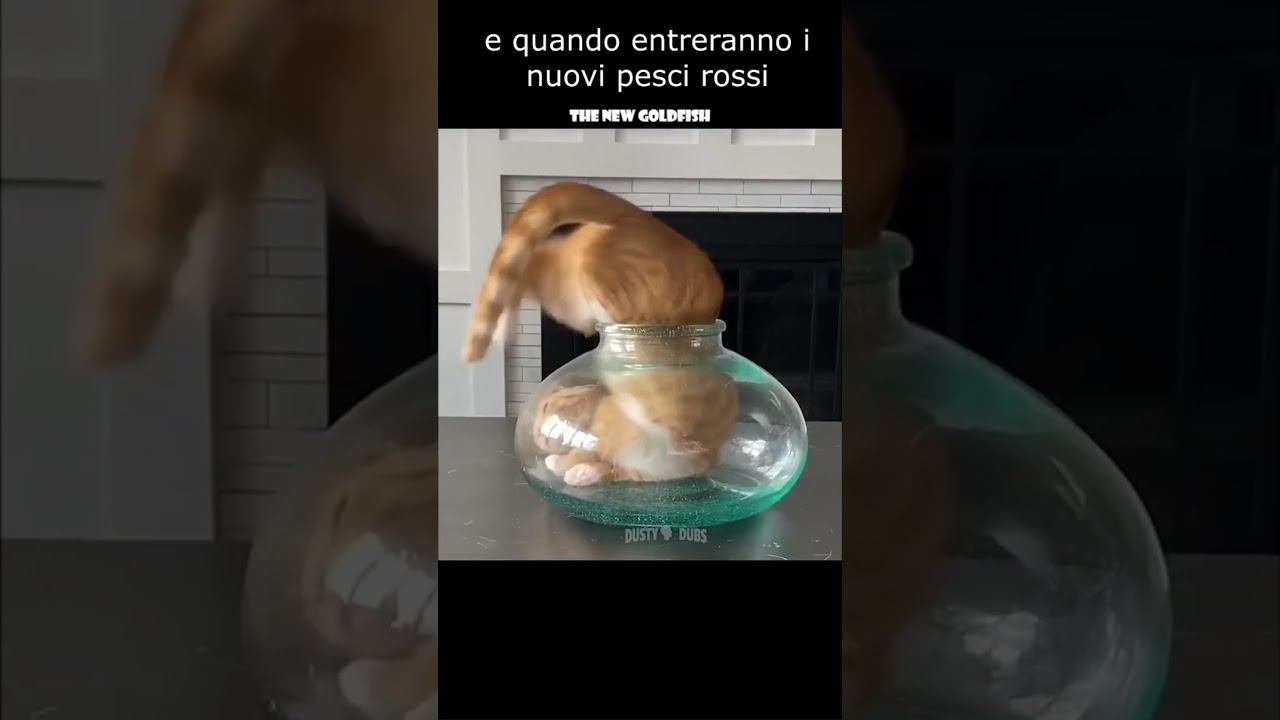 Gatto furbo! (feat dustymdouglas)
