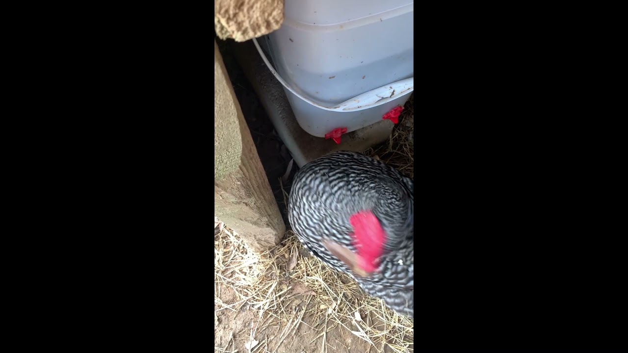 This chicken is cleaning  the hen house! #Shorts