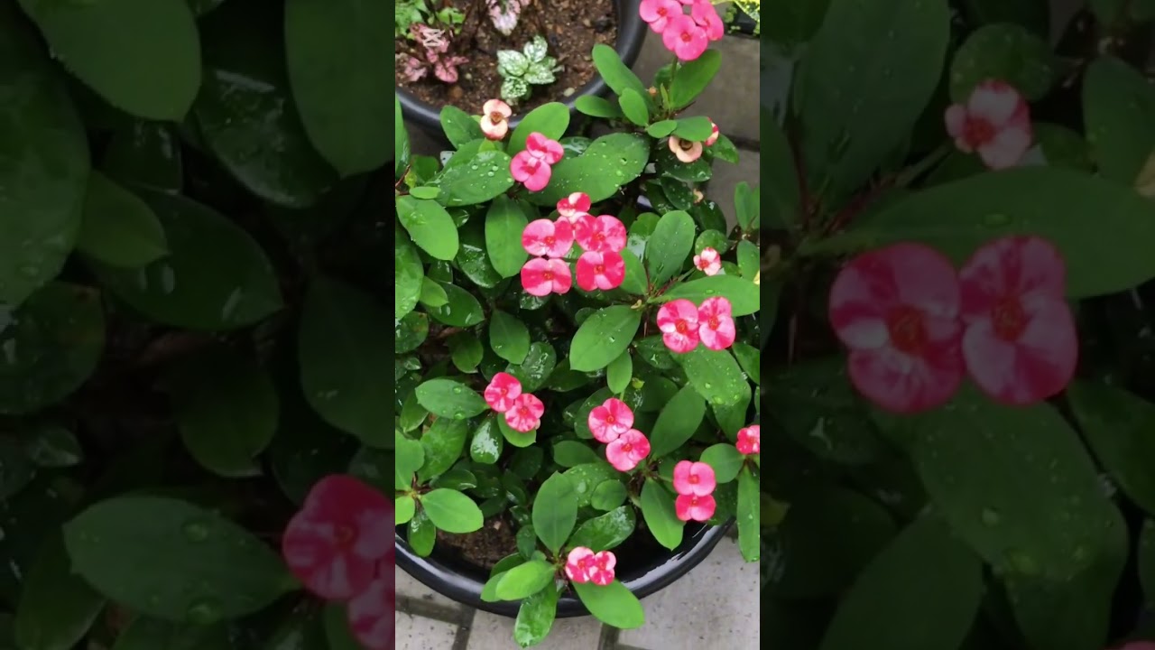 මේ දවස්වල මගේ ගෙවත්ත මලින් පිරිලා 🌺🥰🍃#flowergarden#garden#subscribemychannel 