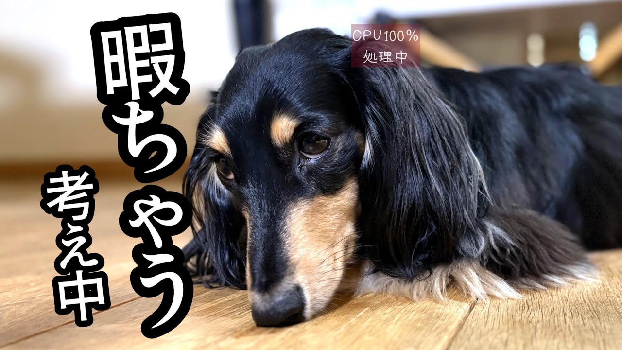 【語る犬】犬が何もしてない時、実はめっちゃ考えてます