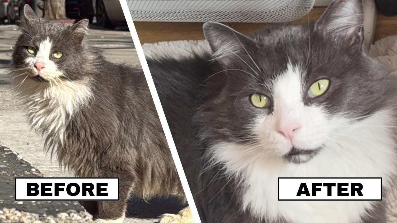 Scruffy Boys, Big Glow-Ups: Спасение кошек в Бруклине