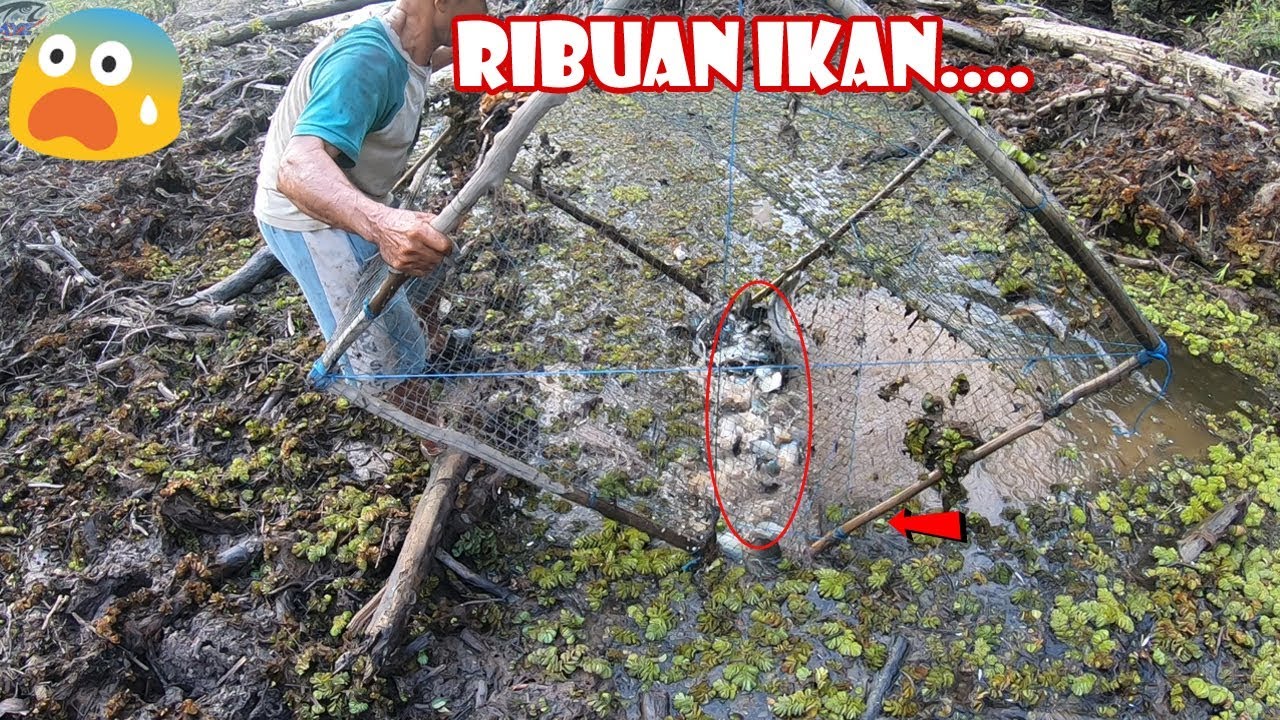 Edaaan...Satu Kampung Ikan Tercyduk Bapak ini Ahli Tajur dan Jebakan Ikan#127