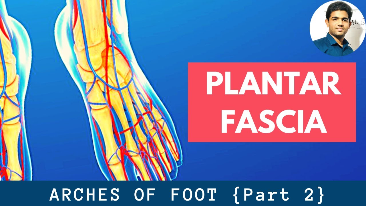 PLANTAR FASCIA #PLANTAR APONEUROSIS | PLANTAR ARCHES [Part 2]Ankle series 12