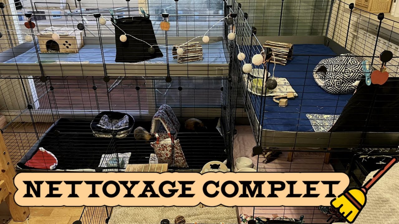 NETTOYAGE COMPLET DE LA CAGE DE MES COCHON D ‘INDE