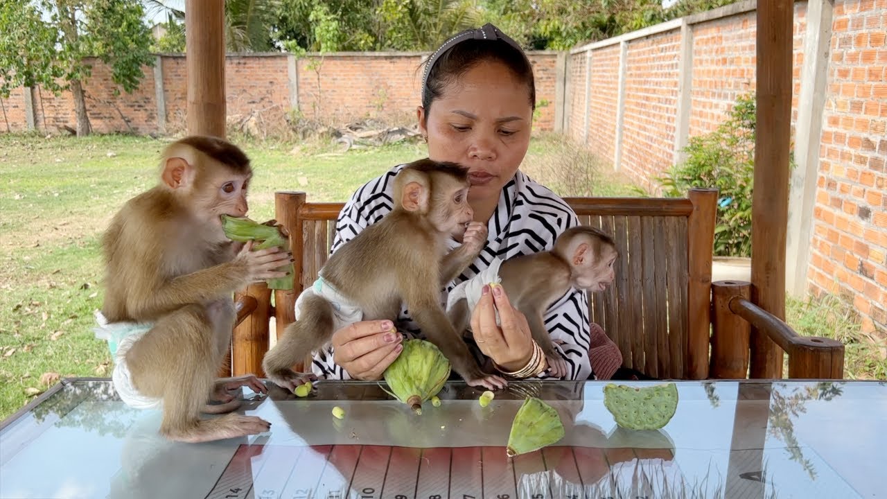 Trio's Sara, Emma, Harry Very Enjoying Eat Lotus Fruit At Hut Outdoor