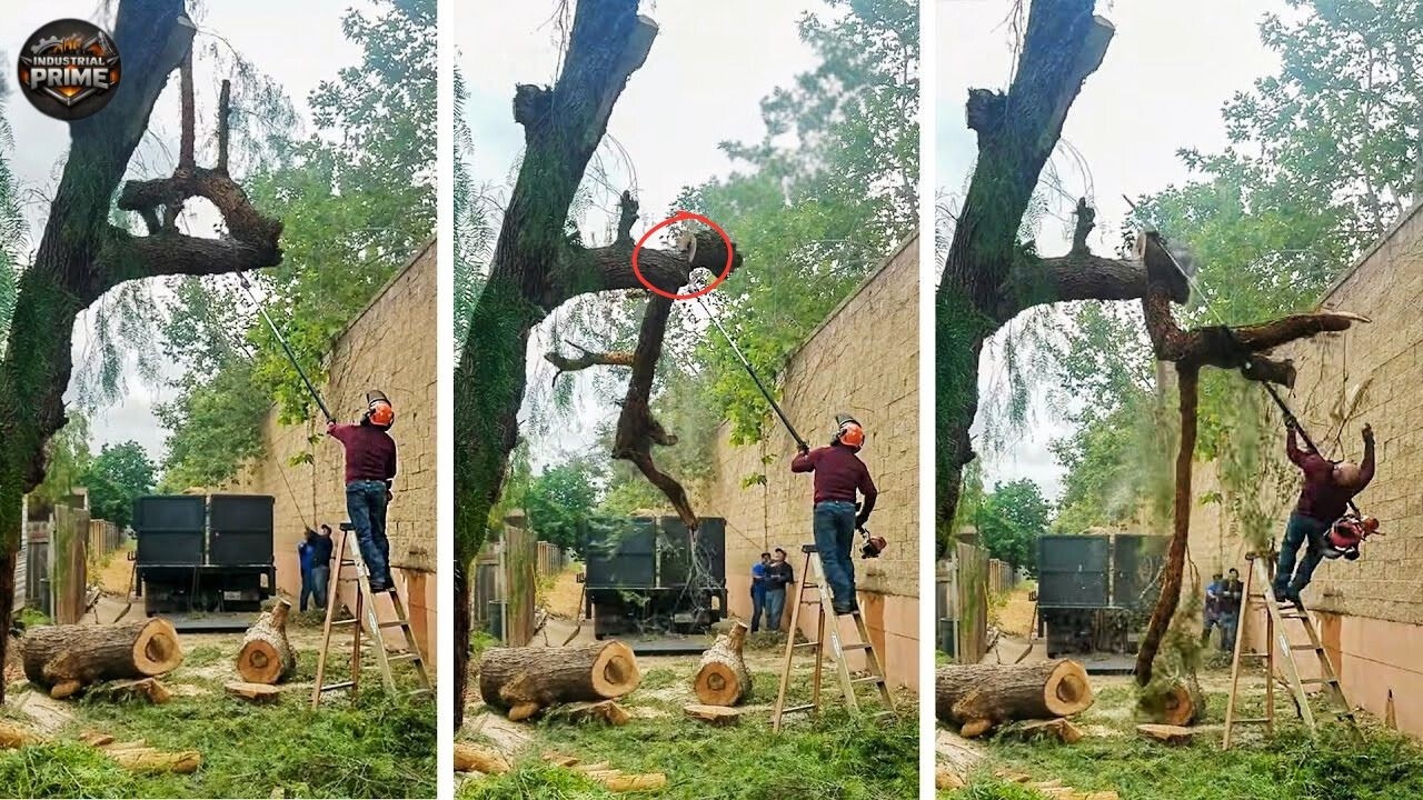 Chainsaw Mistakes: Tree Cutting Fails | Extreme Dangerous Logging Truck Fails #35