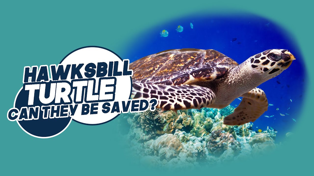 Hawksbill Turtles | Can they be saved?