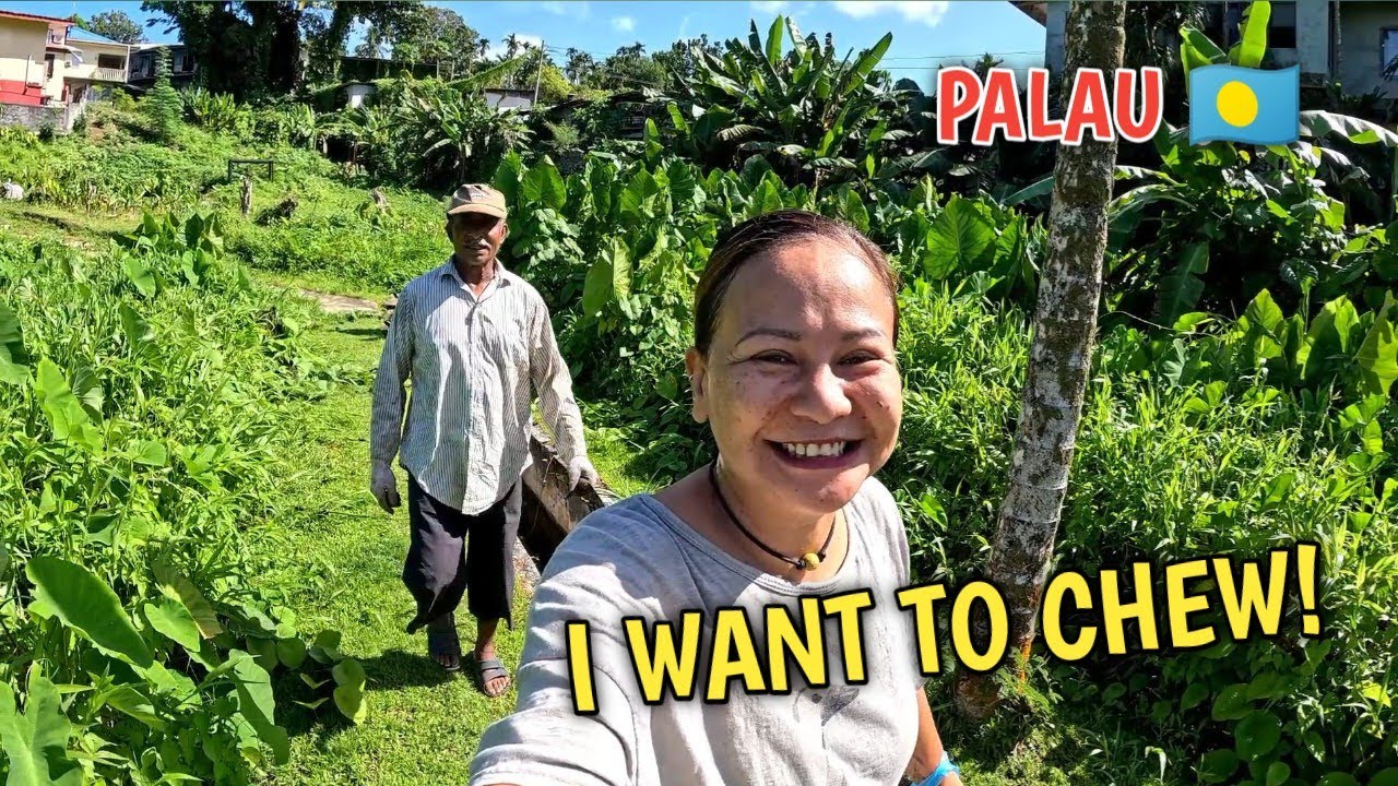 BACK IN TARO PATCH IN ISLAND OF PALAU #palau #philippines #islandlife
