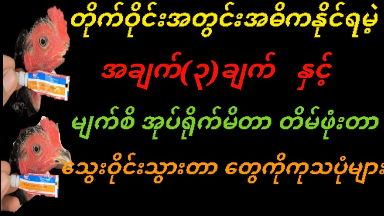 @ကြက်ဝိုင်းတွင်းအဓိကနိုင်ရမဲ့အချက်၃ချက်နှင့်မျက်စိသွေးဝိုင်း၊အုပ်ရိုက်၊တိမ်ဖုံးတာတွေကိုကုသပုံကုသနည်း