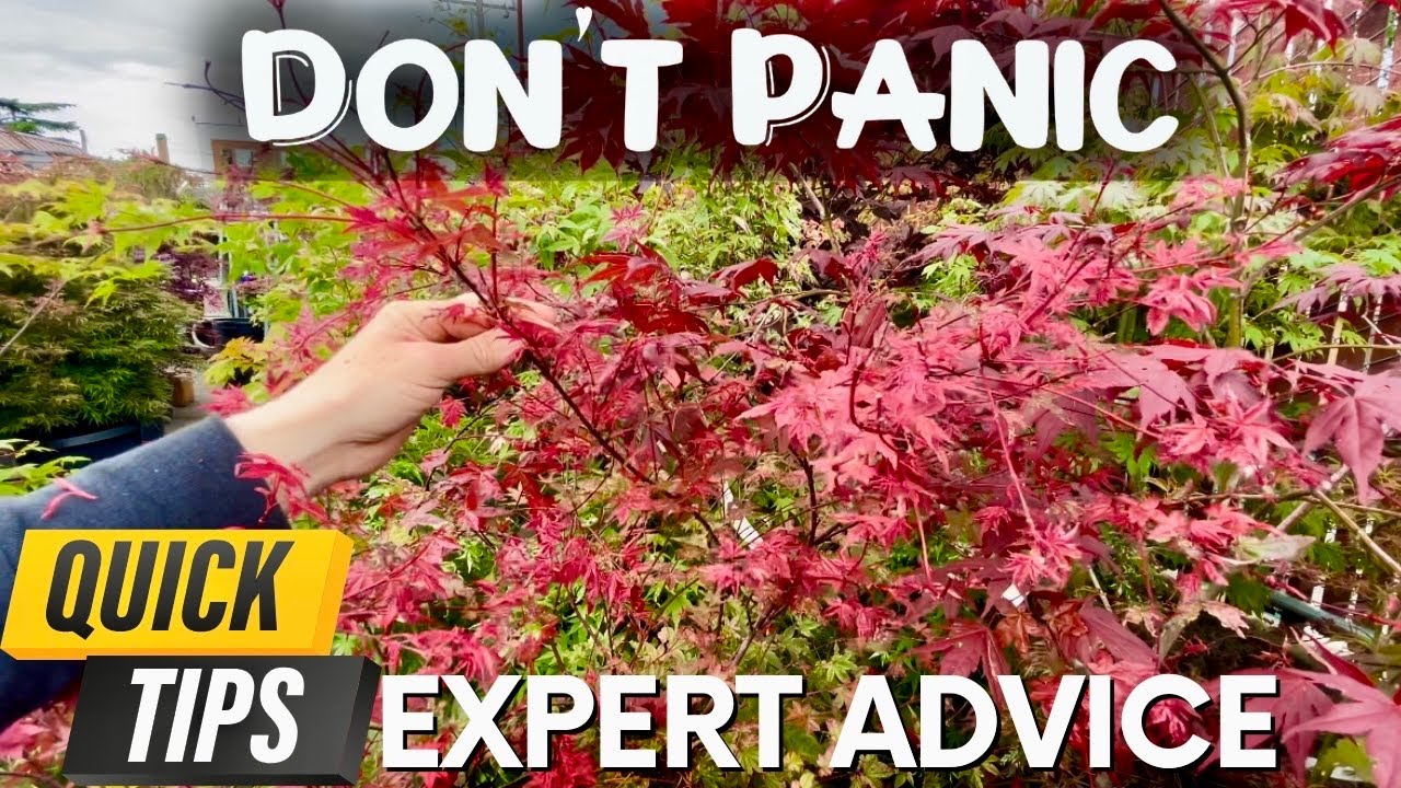 Japanese Maple Tree Expert Explains What May Be Going On With Your Tree