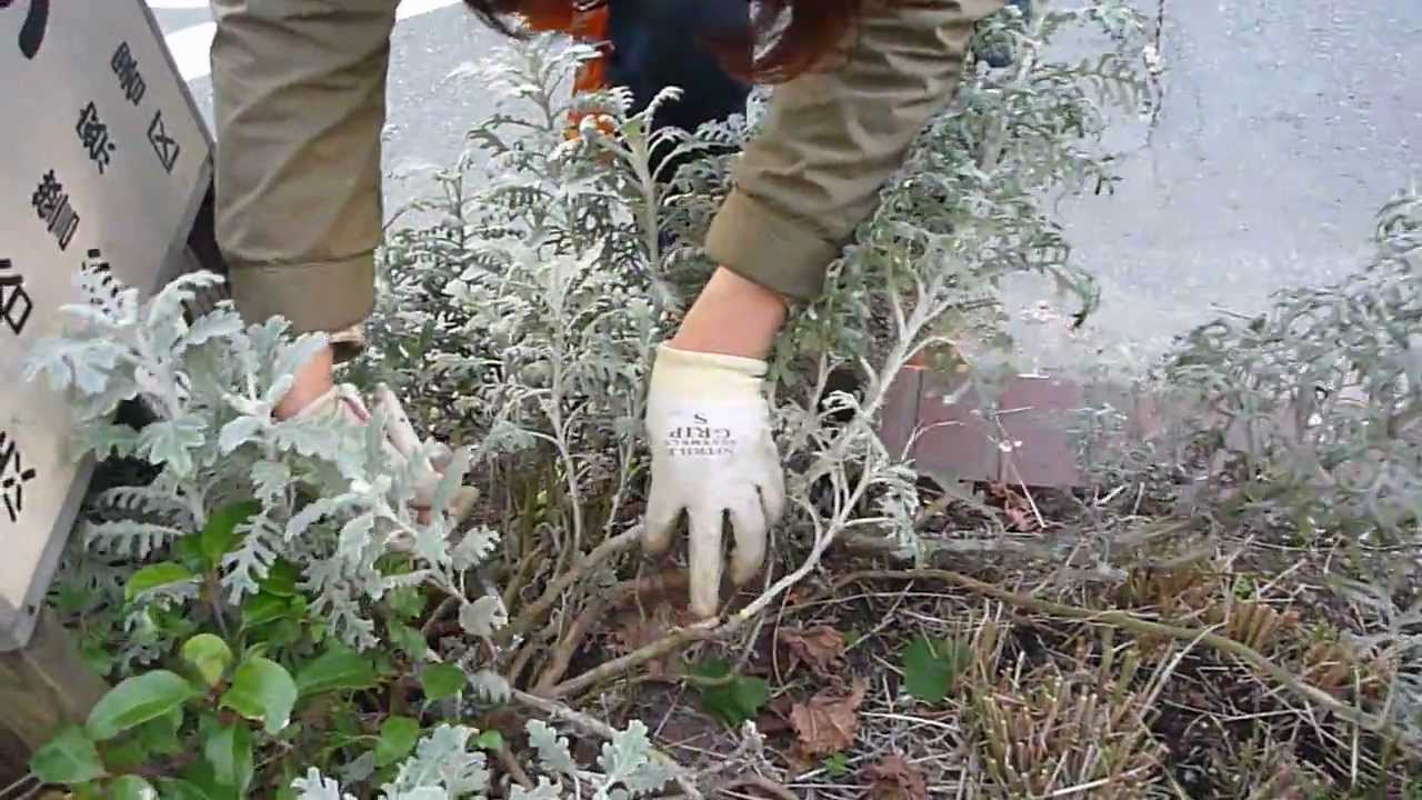 【シブハナ☆あやや先生の花壇お手入れ講座】⑥シロタエギク