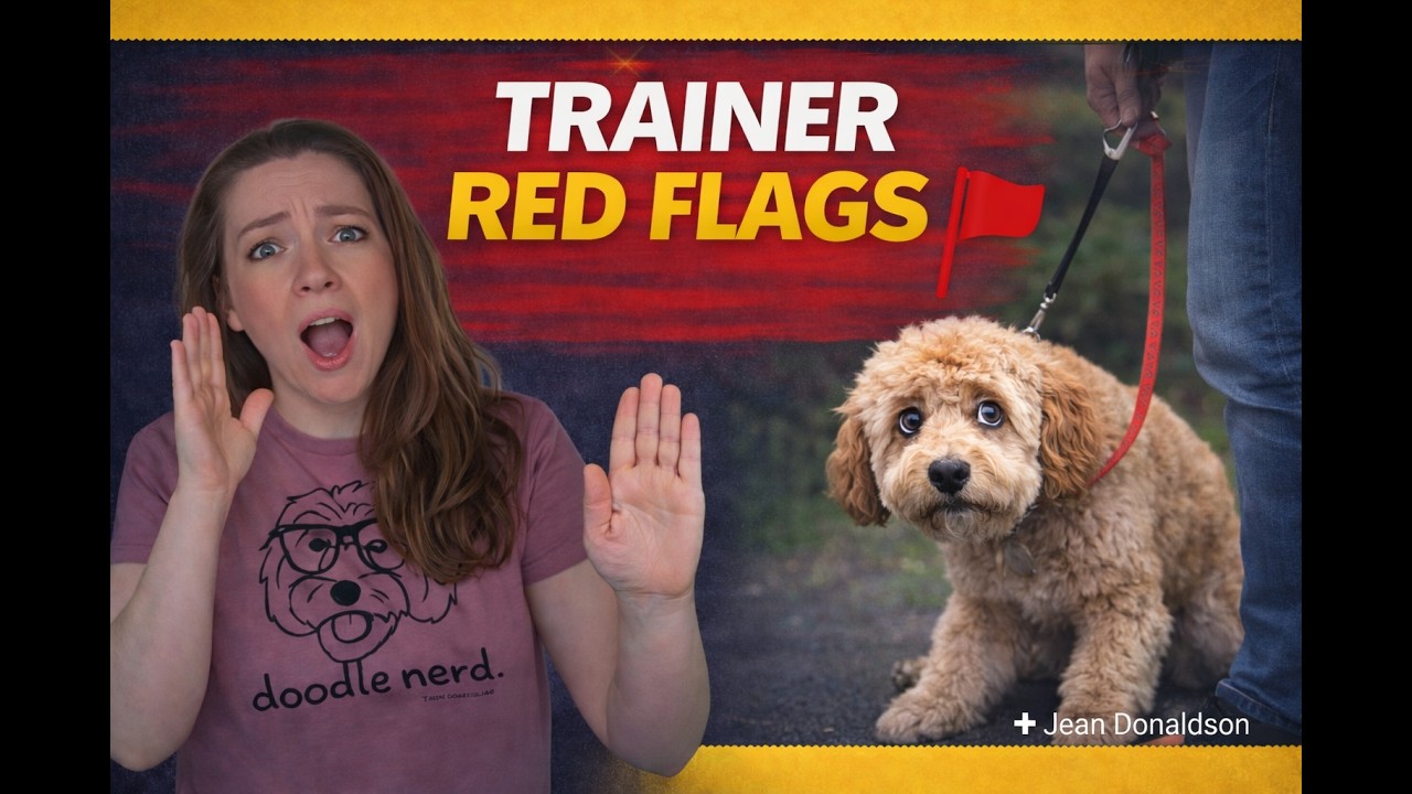 How to Choose a Dog Trainer for Your Doodle (Red Flags + Proofing Outside) with Jean Donaldson
