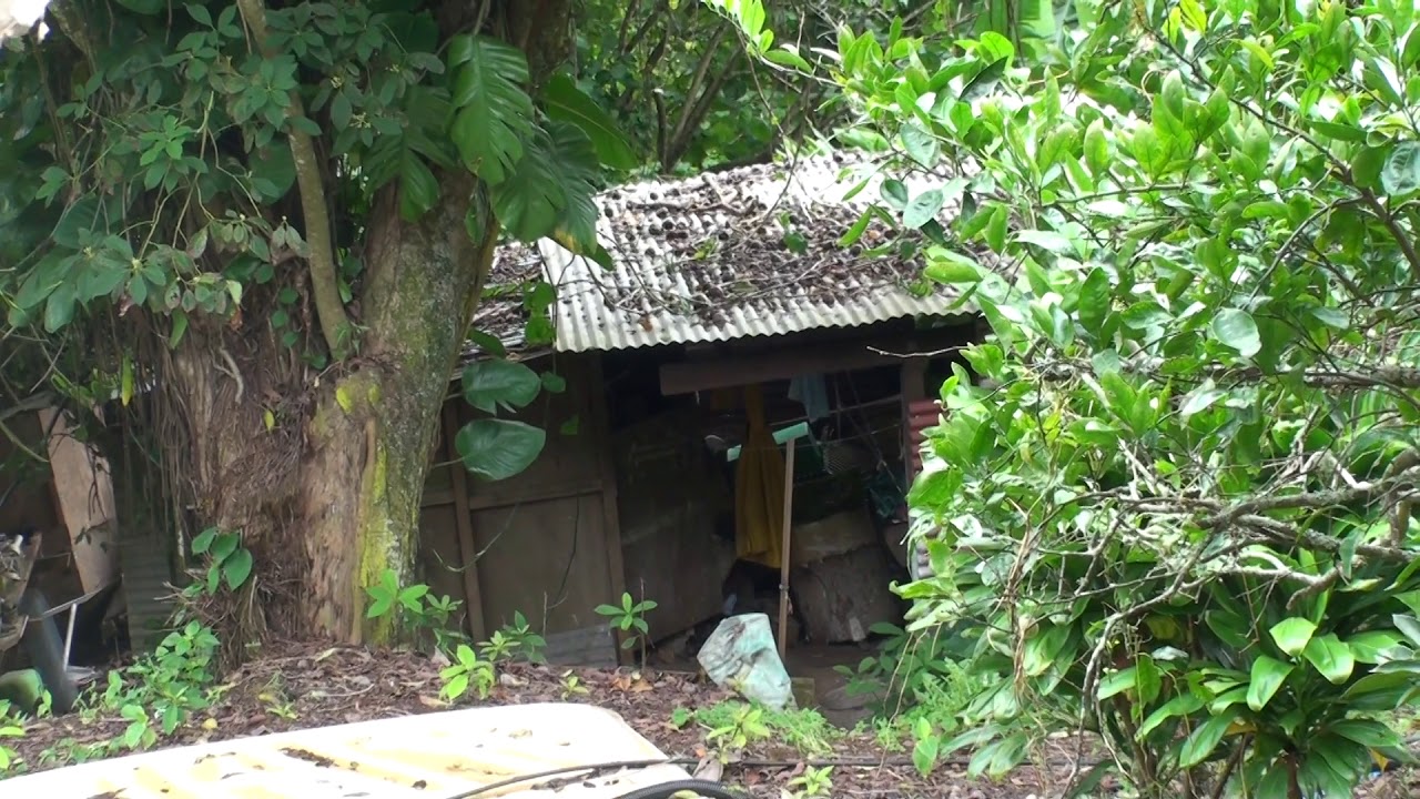 Pitcairn Island - Inside(r)-Outside(r) : Houses in the trees