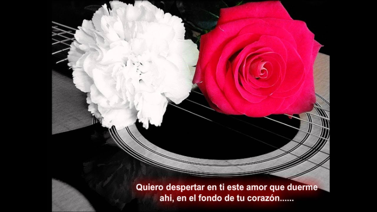 UNA ROSA Y UN CLAVEL - XELENCIA