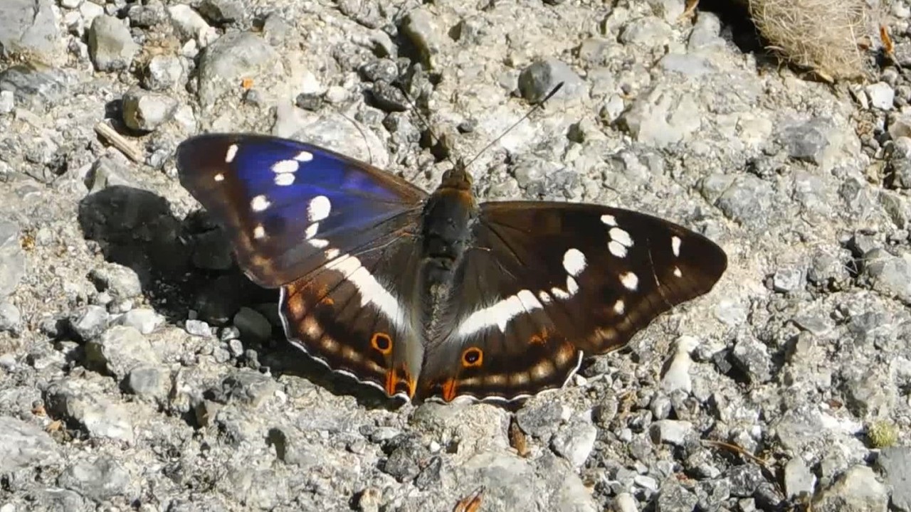 apatura iris 5 - butterflies of Greece