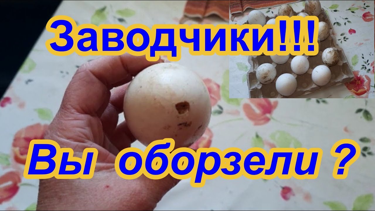 ЖУТЬ ! Что Нам Продали как ИНКУБАЦИОННОЕ Яйцо!