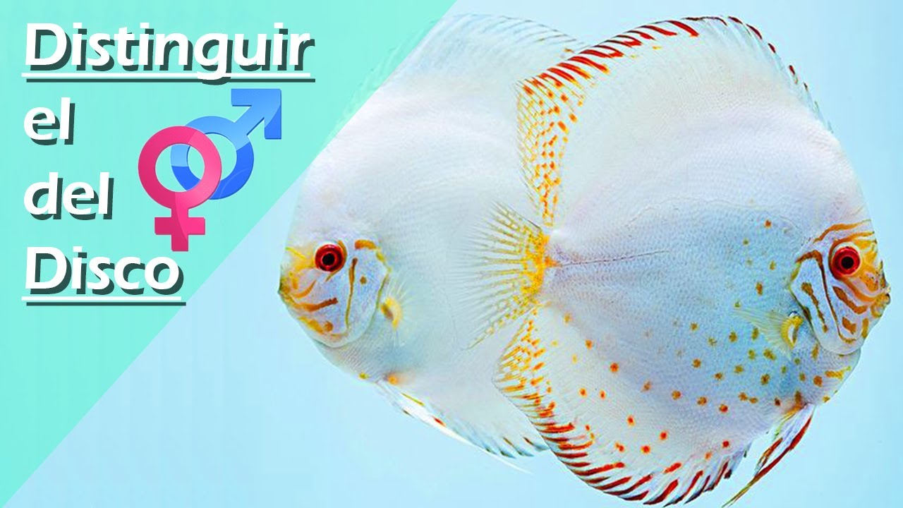 78👩‍❤️‍👨.- Cómo DIFERENCIAR SEXO en PECES DISCO (¡Método fácil y fiable!)