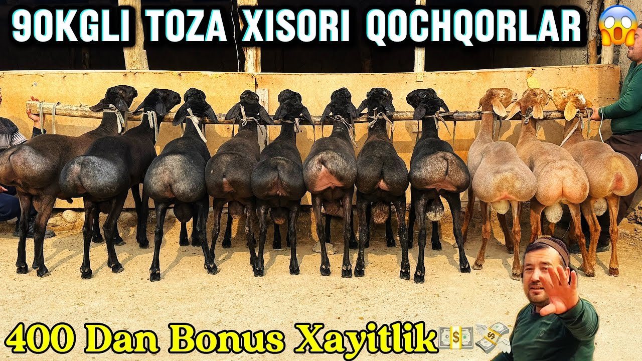 🥇90Kgli tarzozini buzadigan Qochqorlar vs Barra qozilar 400dan arzon xayitlik shok narx shoshiling