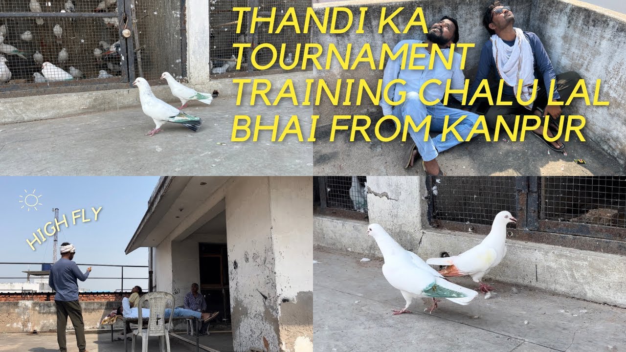Lal bhai from kanpur | Thandi ki training chalu last kabutar betha 3:32 pe 30 kabutar border par hua