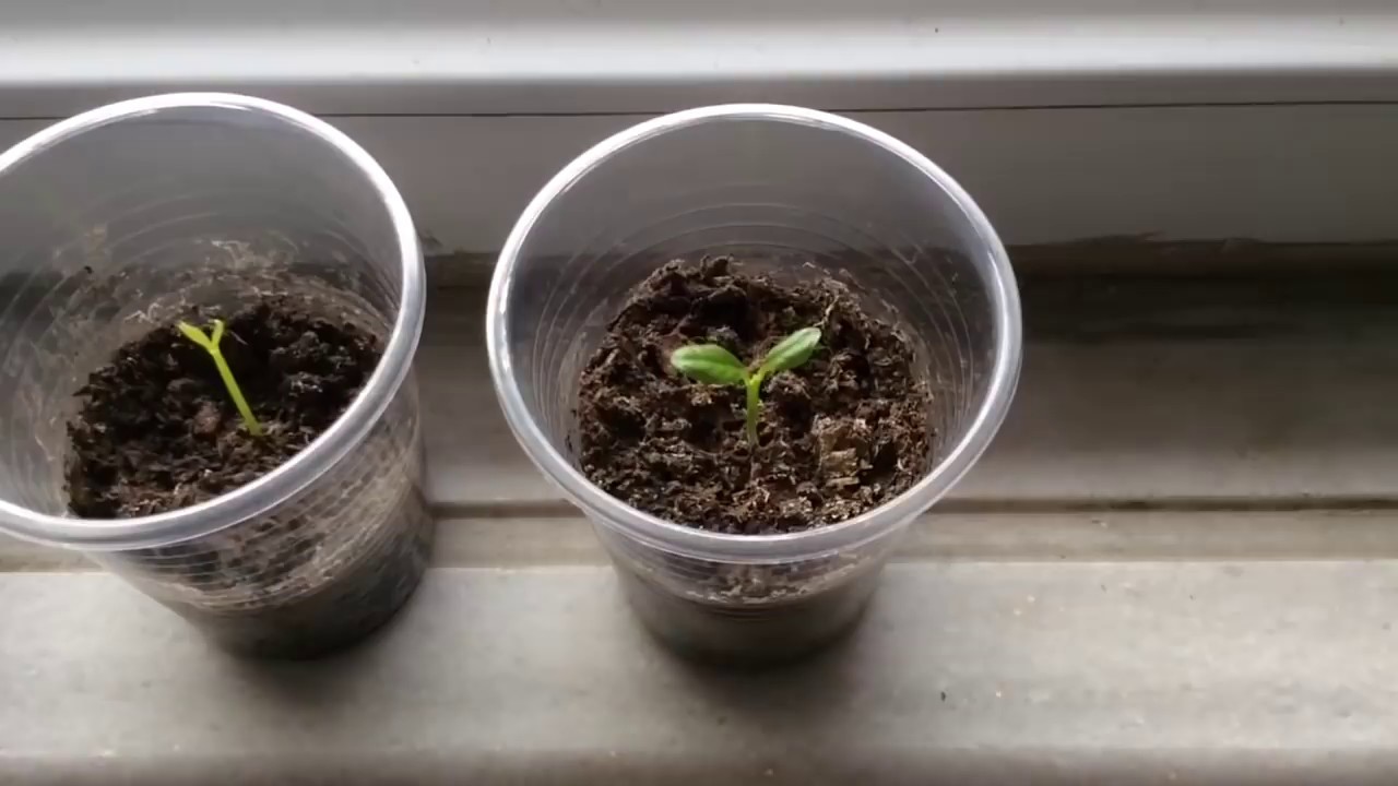 Hızlı Kamkat &Ccedil;ekirdeği &Ccedil;imlendirme