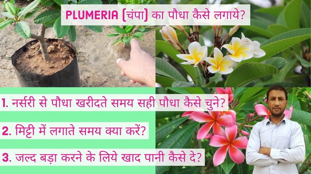 चंपा का पौधा कैसे लगाये कैसे करे देखभाल। Plumeria / Frangipani / Gulchin Plant How To Grow and Care.