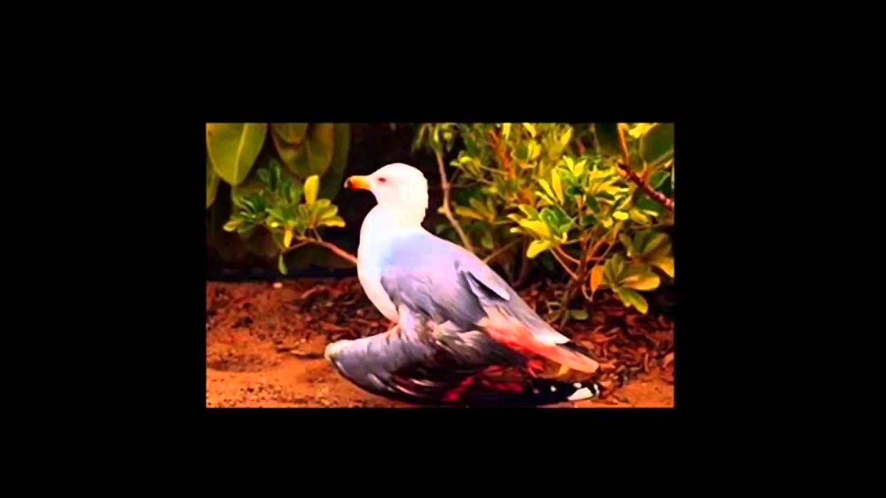 Juan salvador gaviota - Helios