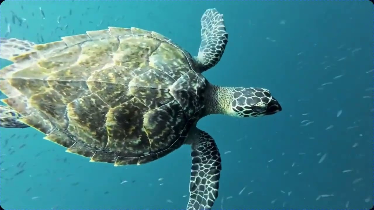 Under the Sea