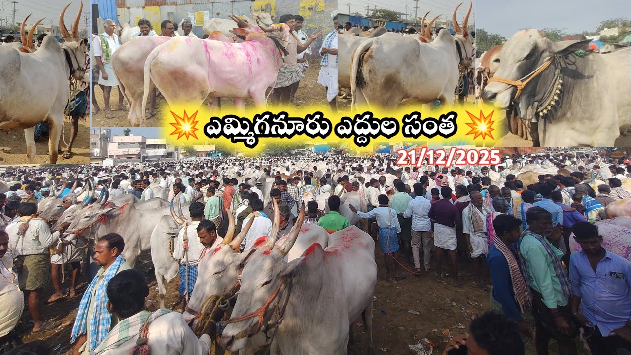 Yemmiganur Sunday Bulls Market Videos 2025 // Indian Farmers Cattils Market Videos 2025