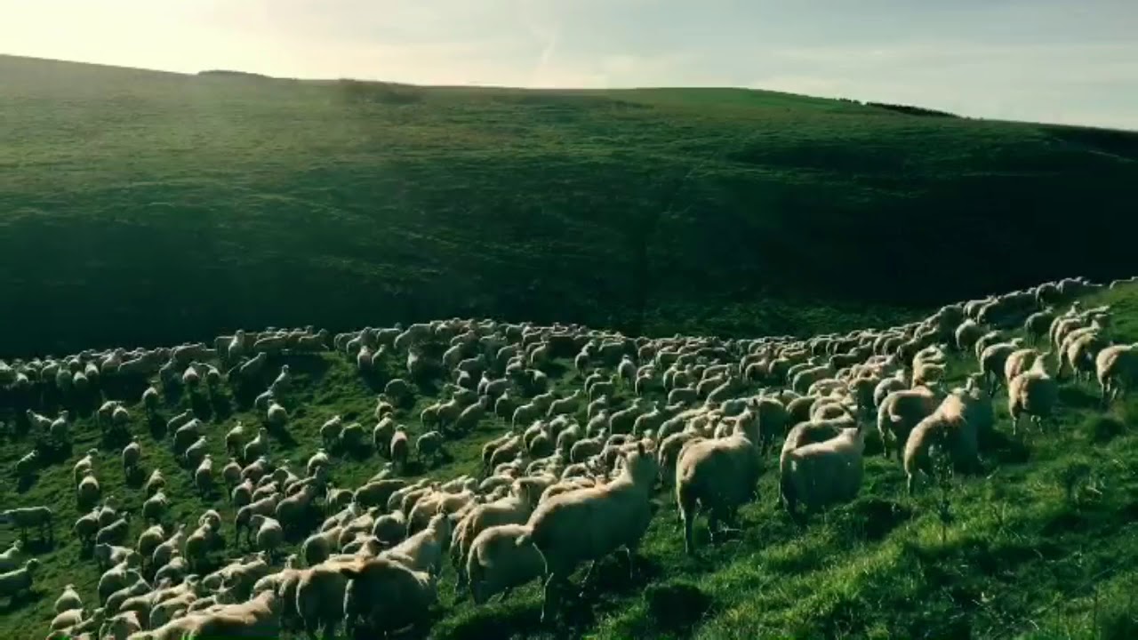 Mainstay Huntaways UK