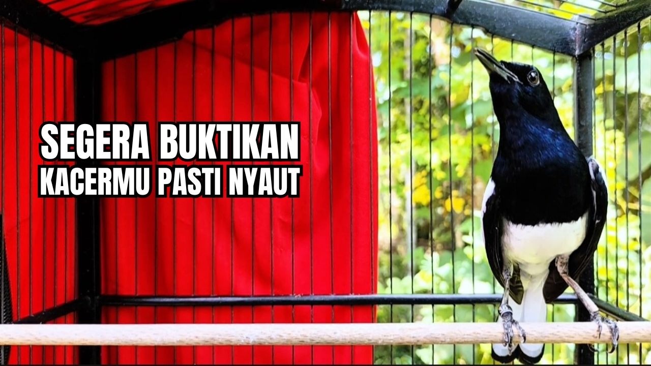 AWAS‼️BESETAN KACER ini AMPUH bikin KACER MANAPUN LANGSUNG BUKA EKOR‼️PANCINGAN KACER GACOR NGEPLONG