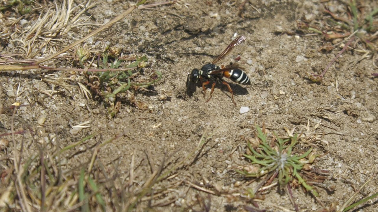 Purbeck mason wasps (Pseudepipona herrichii) Hartland Moor, Isle of Purbeck, Dorset. July 2025