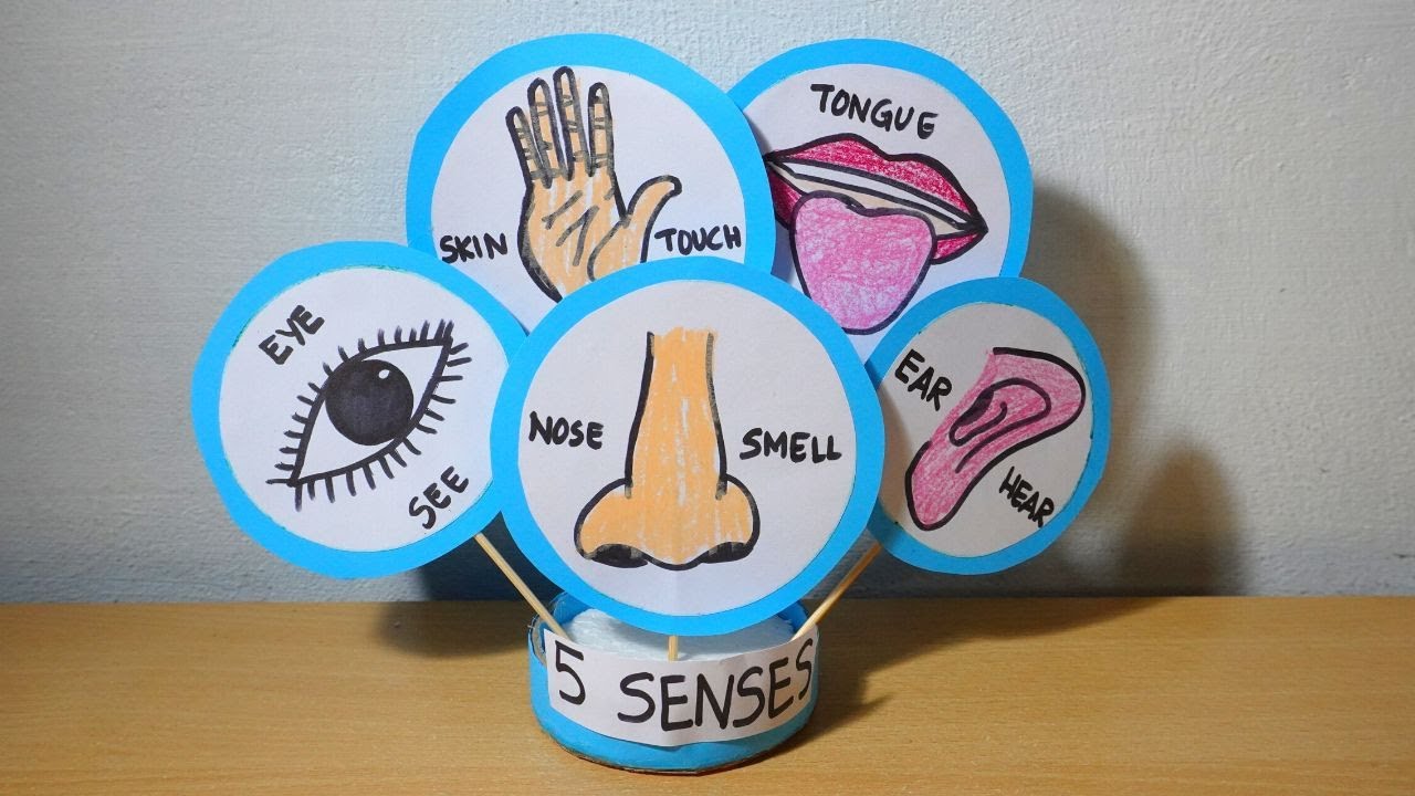 My 5 senses | sense organs working model project | human sense organs model | sense organs tlm