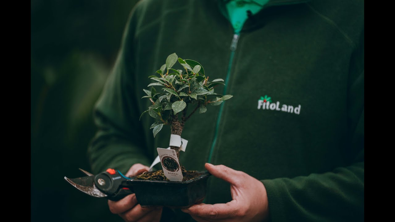 Bonsai percek Gáborral - kertészeti tanácsok