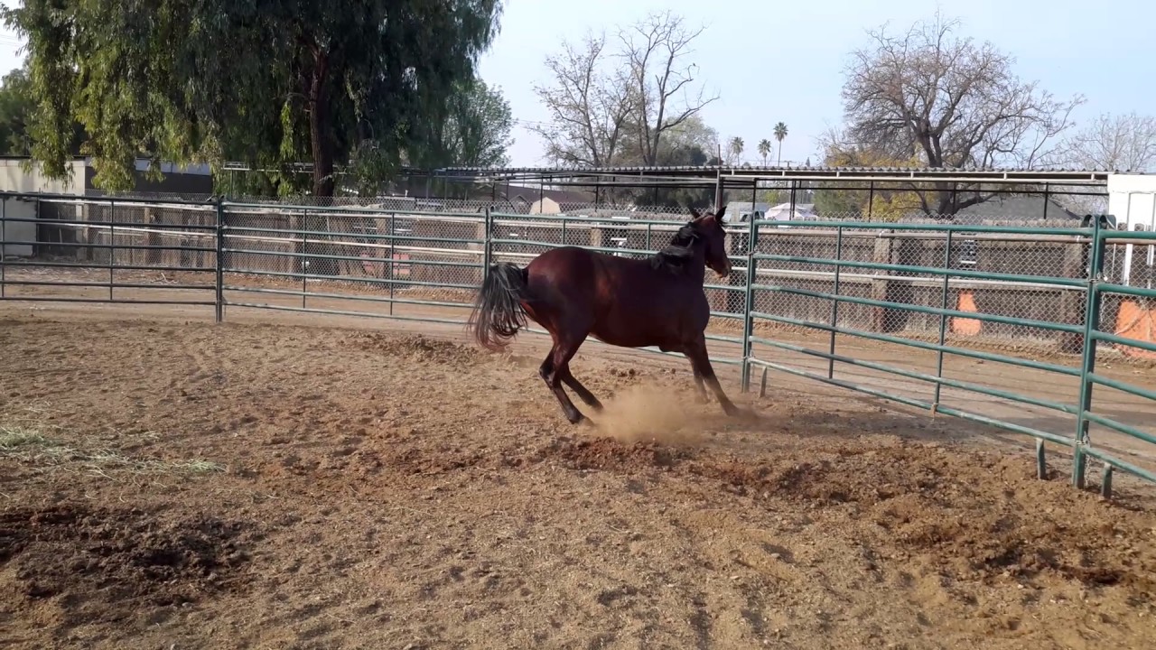 Oakrun Pop Rocks 2 yr old