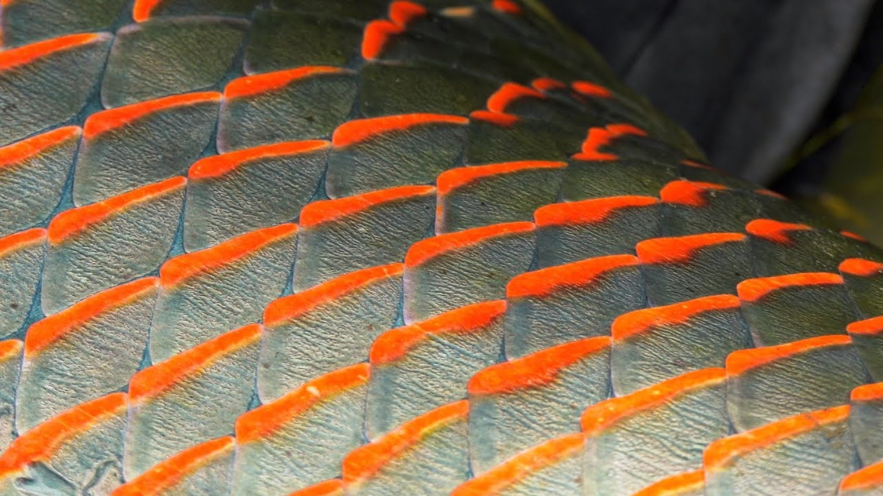 Pirarucú  *TRAILER* Amazon's Giant Arapaima by Todd Moen