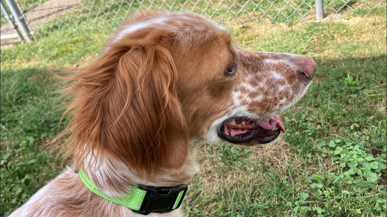 Приют для английских сеттеров спасает канадских гусей ￼#englishsetter @The Hillbilly Hoarder
