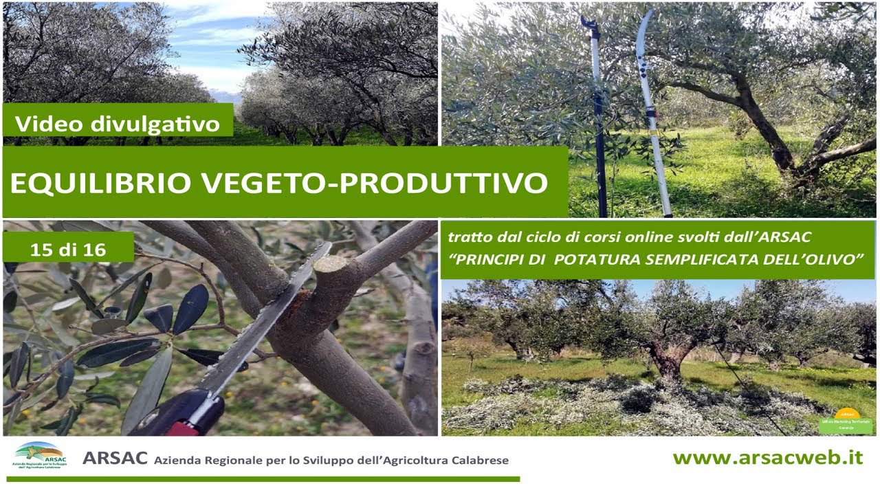 15. Equilibrio vegeto-produttivo - Principi di potatura semplificata dell'olivo