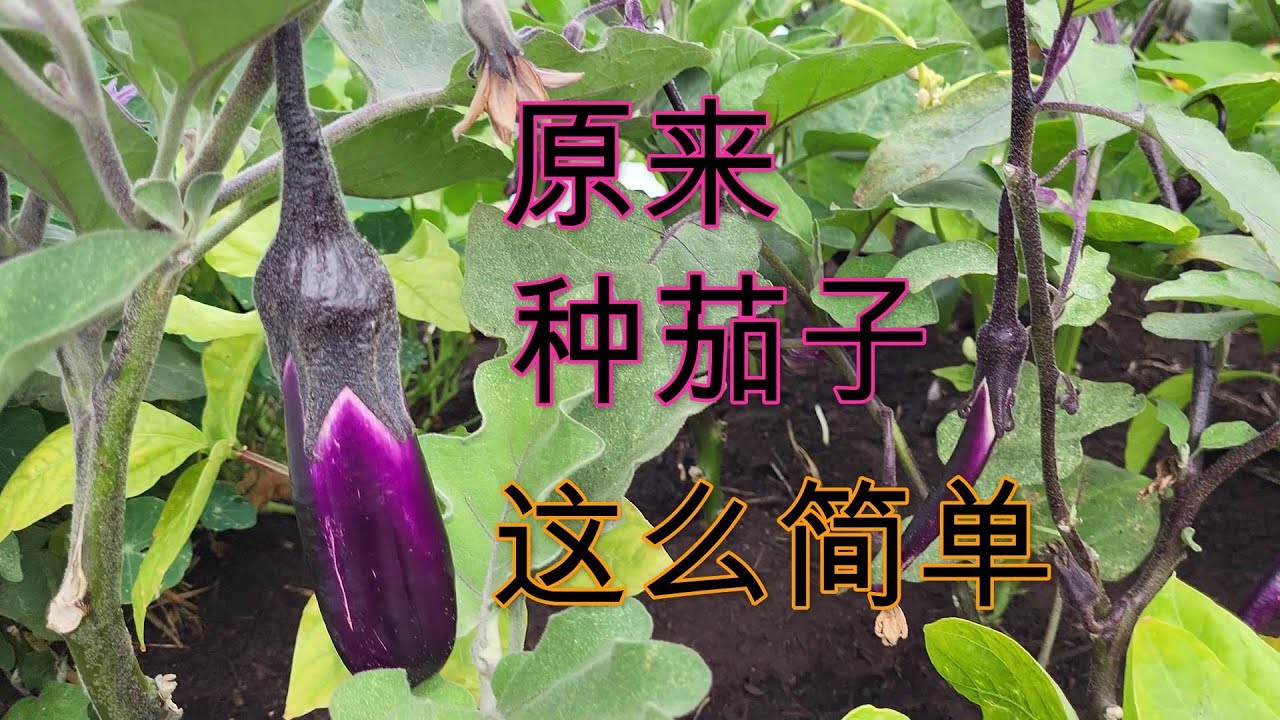 🍆新手种植茄子全过程，室内育苗，移栽，施肥，修剪，收获。种植地区3能收获茄子完全超乎预期。快来和我一起挑战不可能🥰收获超幸福的🤩懂的都懂🍂茄子基本是种植在Zone5-Zone12