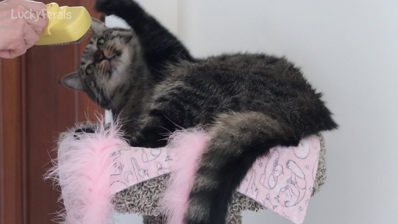 This Cat LOVES Being Brushed - Brushing Simba