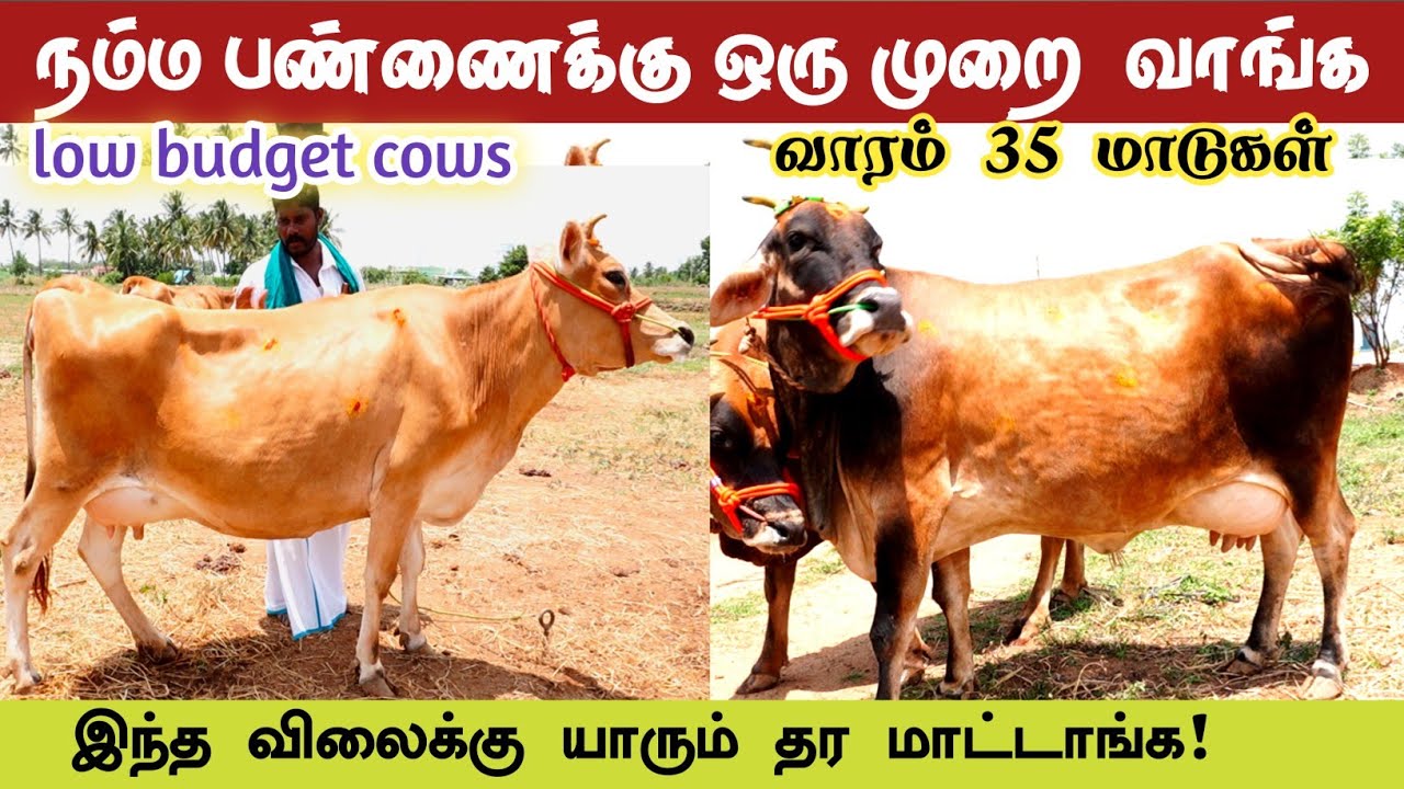 வாரம் 35 மாடுகள் /₹.55000/- முதல்          ₹.85000/- வரை