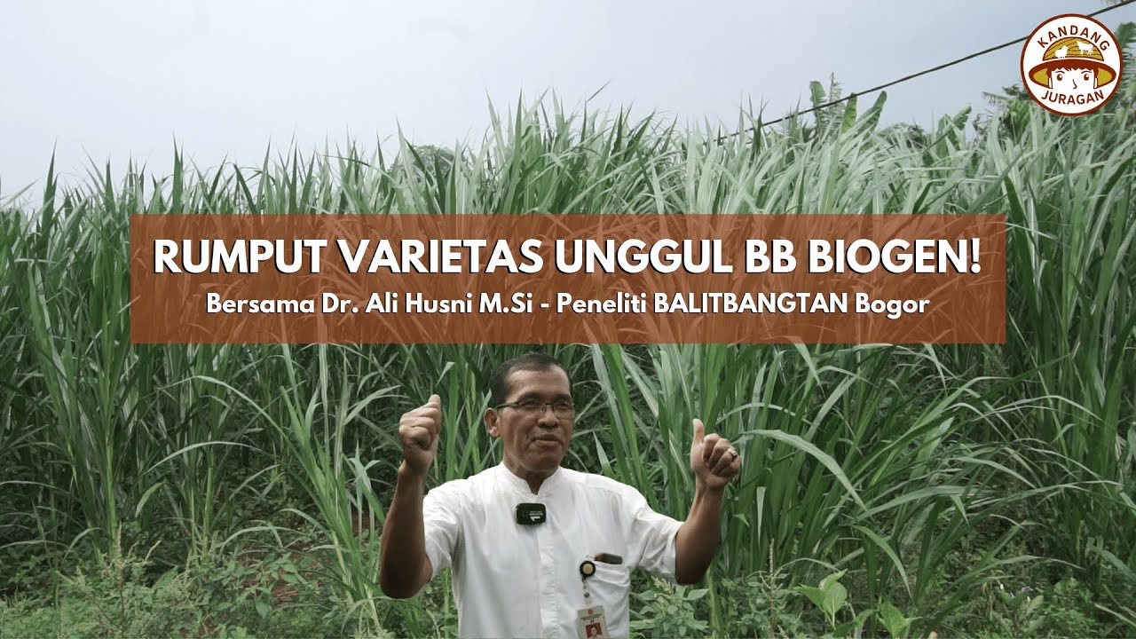 Bukan Pakchong dan Odot Lagi! | Rumput Unggul BB Biogen bersama Dr. Ali - Peneliti Balitbangtan