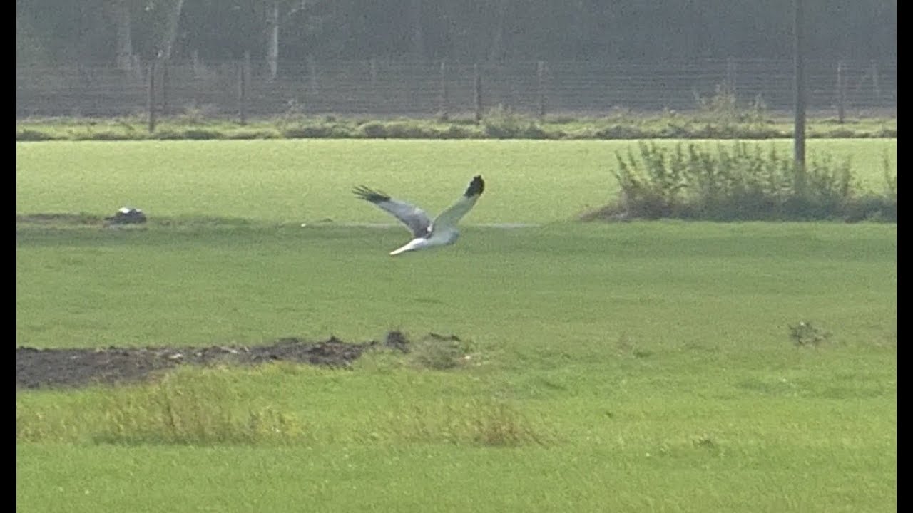 Kornweihe auf Beuteflug Greifvogel Weihe Habicht #kornweihe #greifvogel #Oberalsterniederung