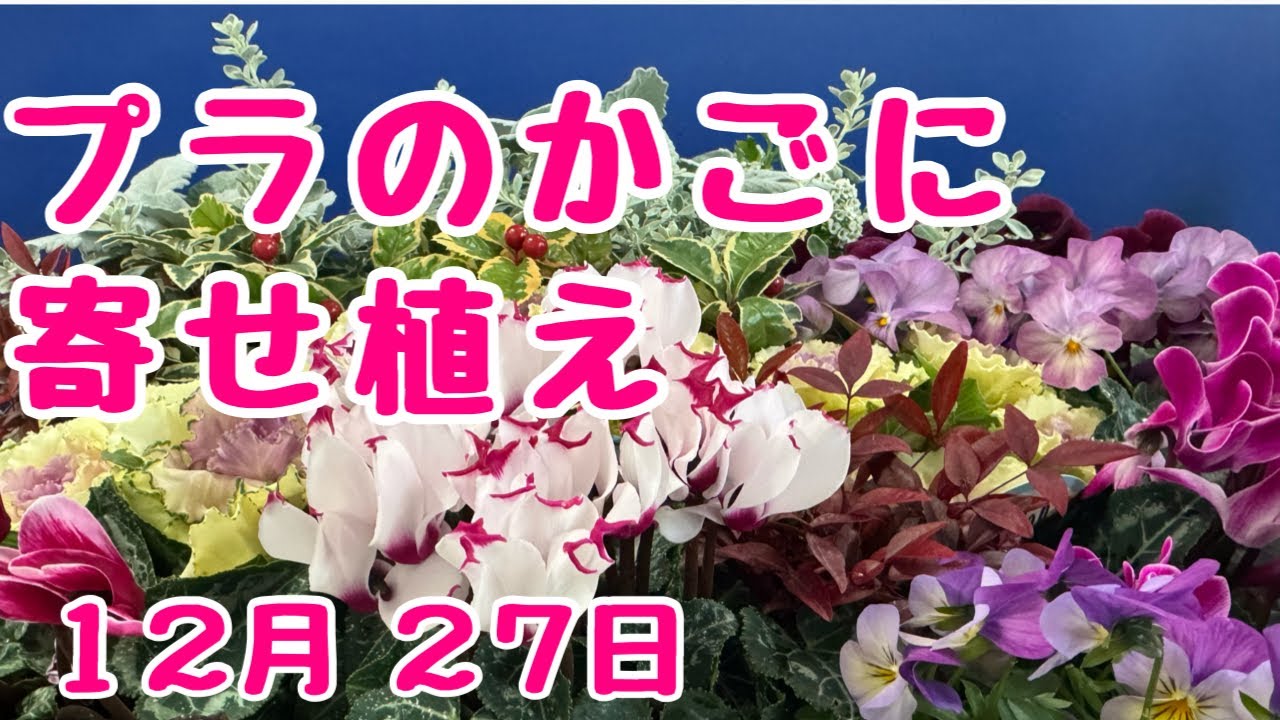 #パンジー  #ビオラ プラかごに #寄せ植え します　2025年12月27日　#オゼジュン劇場