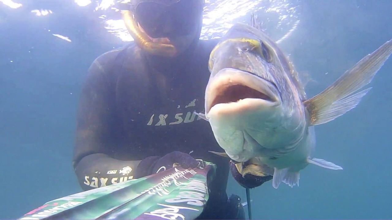 pescasub : Intro Seahawk Falco