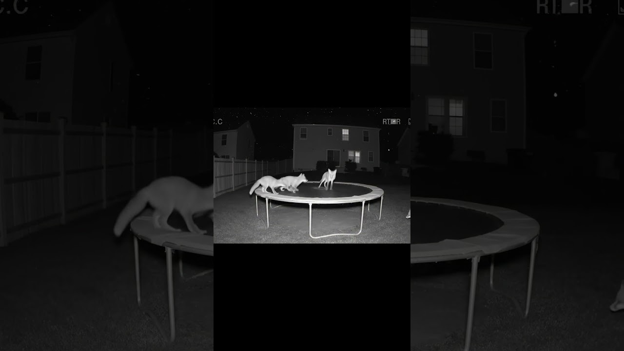 Family of Foxes Jump on Backyard Trampoline at Night  Stunning CCTV Footage