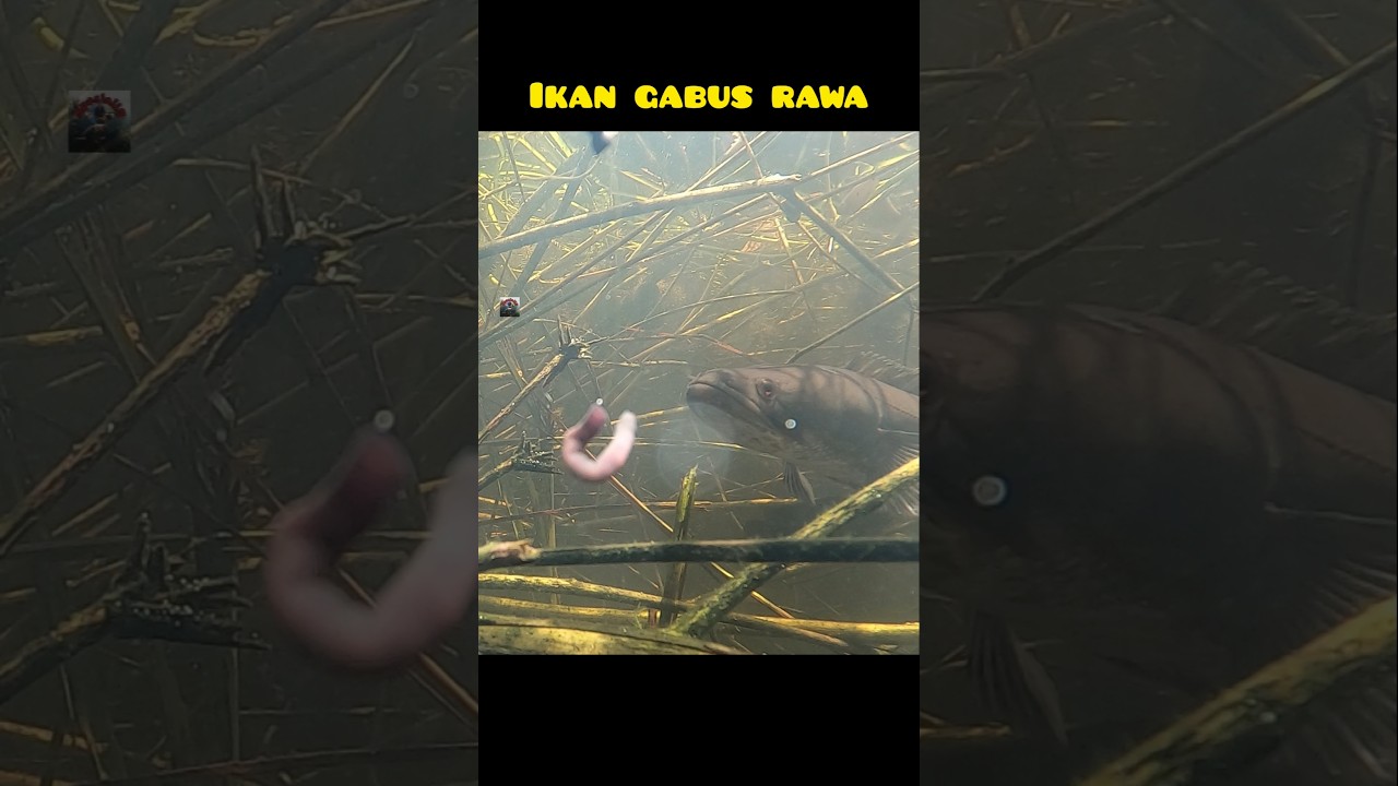 ikan gabus mendekati umpan ketika mancing dirawa #ikangabus #mancing #rawa #fishing #underwater