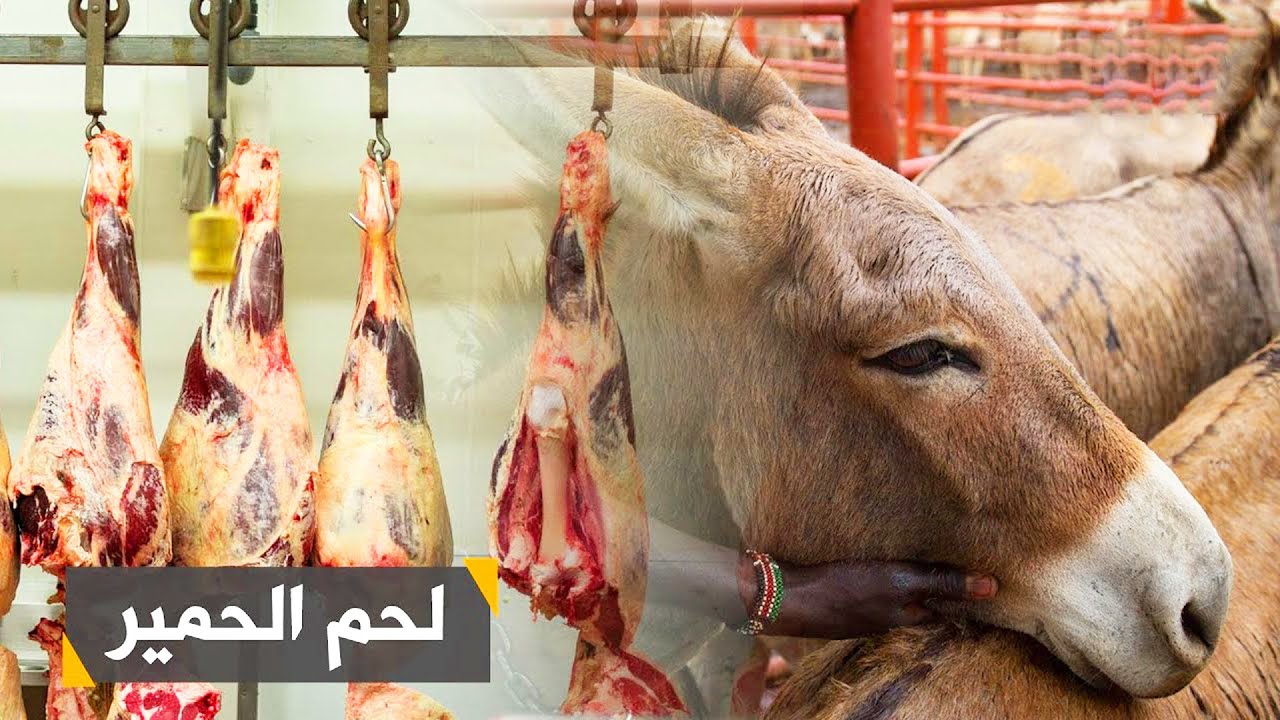 الحقيقة المثيرة - لماذا حرم الله أكل لحم الحمير؟ اكتشف الإجابة الصادمة!