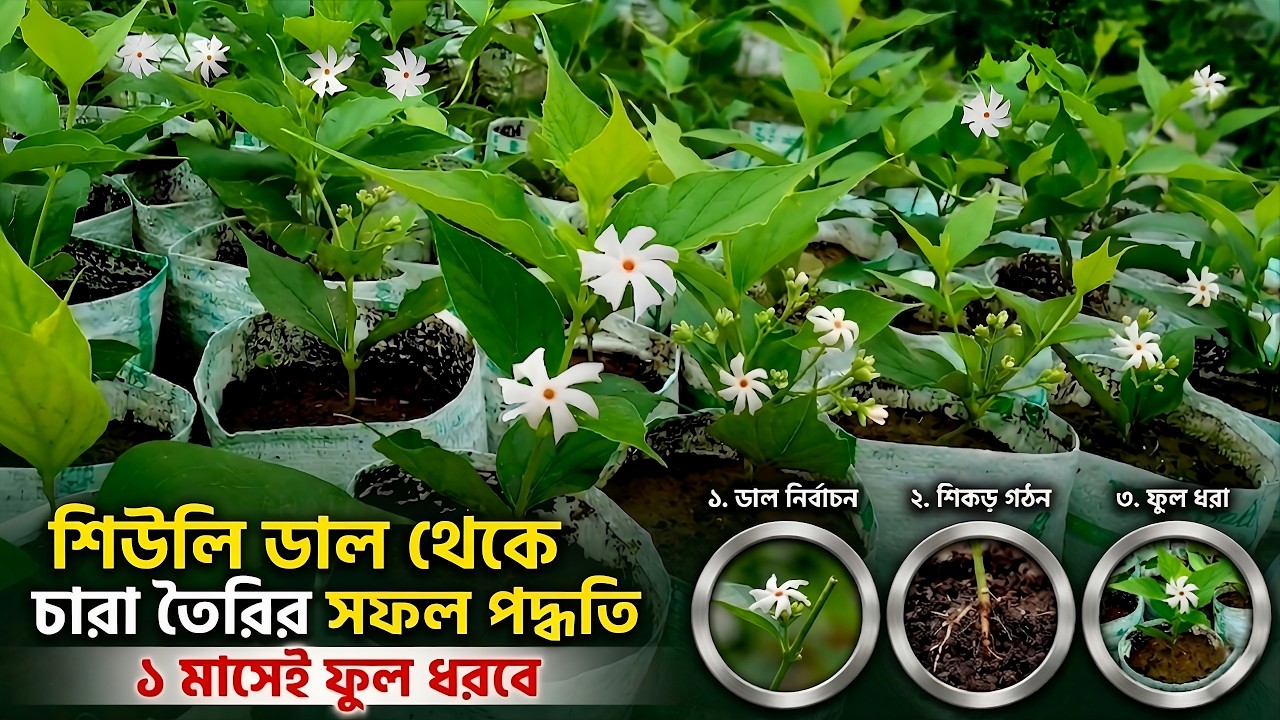 যেভাবে চারা তৈরি করলে ডাল শুকিয়ে যাবে না,,শিউলি ফুলের ডাল থেকে চারা তৈরি |NATUREfarm