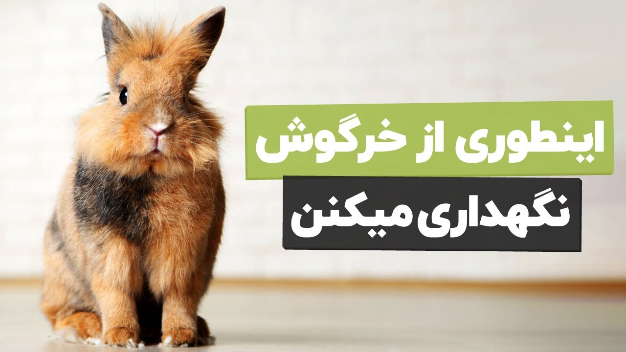 نگهداری از خرگوش 🐰چه کار کنیم خرگوش 14 سال عمر کنه؟