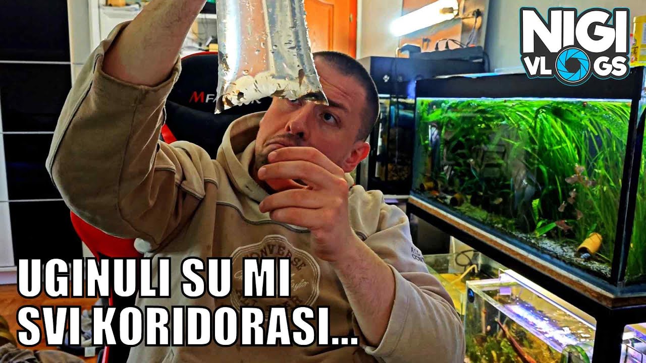 Uginuli Su Mi Svi Novi Corydorasi 😢 - Šta Se Desilo?! #akvaristika